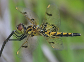 Calico Pennant